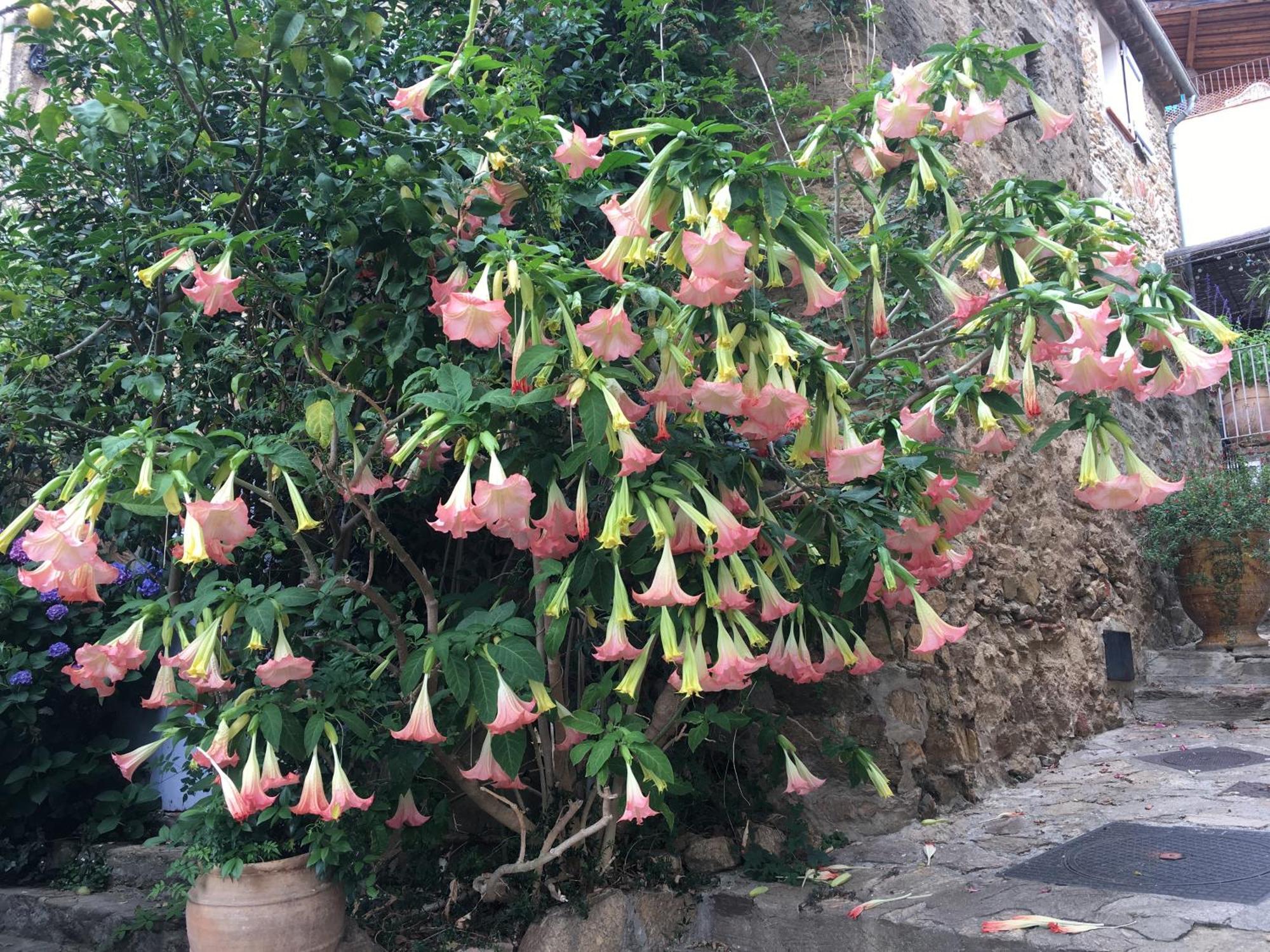 3 Pers Coeur De Village Les Mimosas Bormes-les-Mimosas